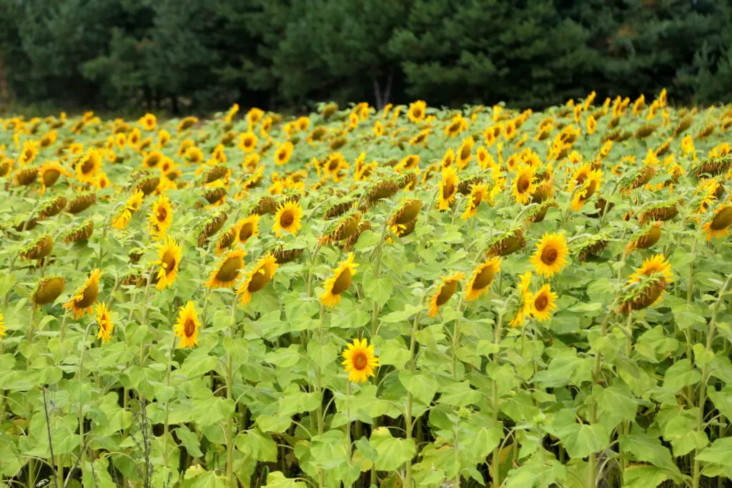 sunflowers in poland