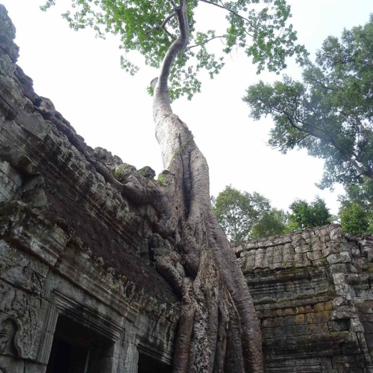ta prohm cambodia