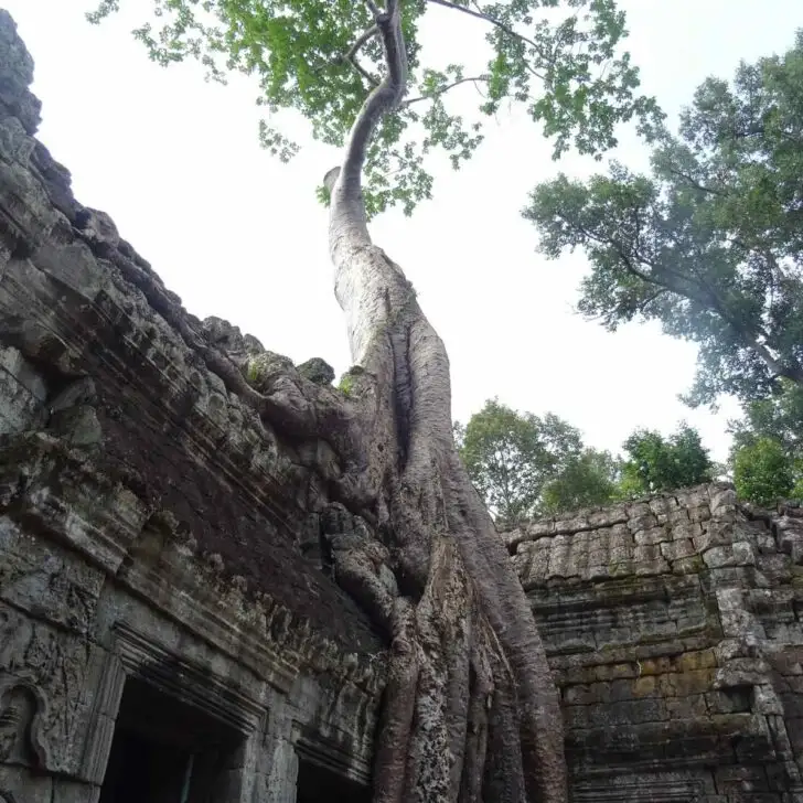 ta prohm cambodia