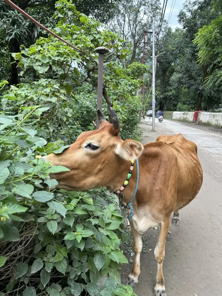 India Rishikesh Cow