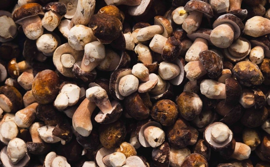 Boletus edulis, or porcini, is one of the common mushrooms that grow in Finland's forests and that are used in dishes at restaurants such as Savoy in Helsinki.