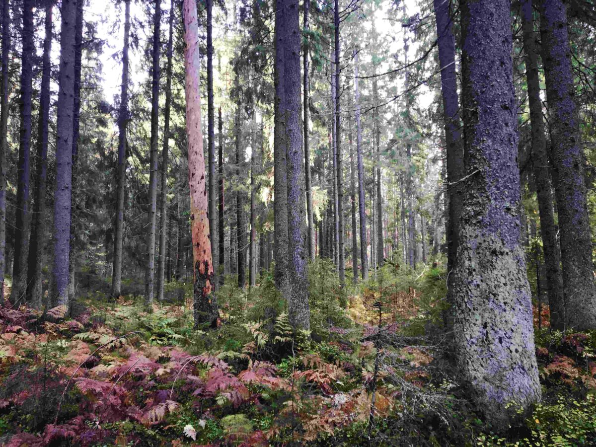 Ultimate One Week In Finland Itinerary Helsinki Lapland And More