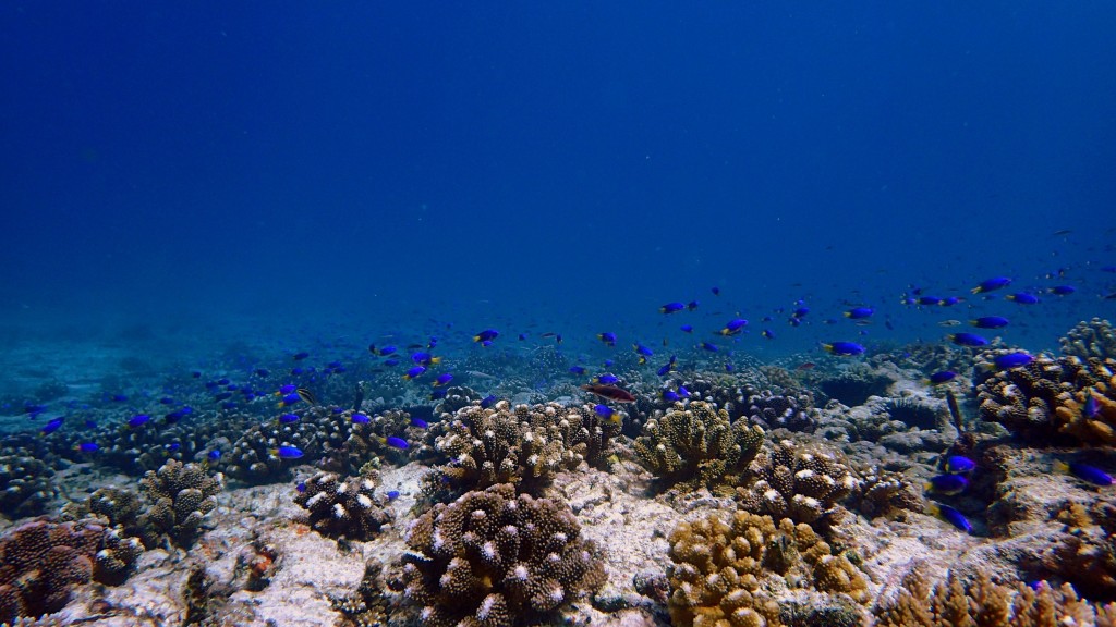 Underwater picture showing coral reefs in Seychelles 
