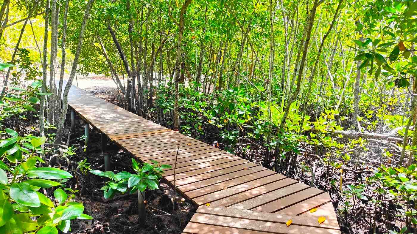 Hiking trail in Cousin Island
