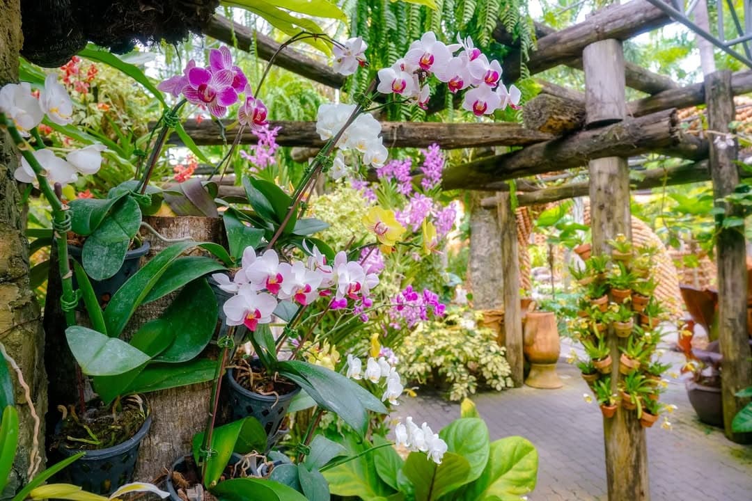 The orchid garden