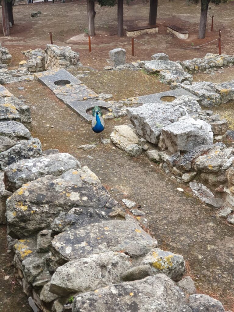 a male peacock walks through the palace of knossos archaeological site in heraklion crete greece