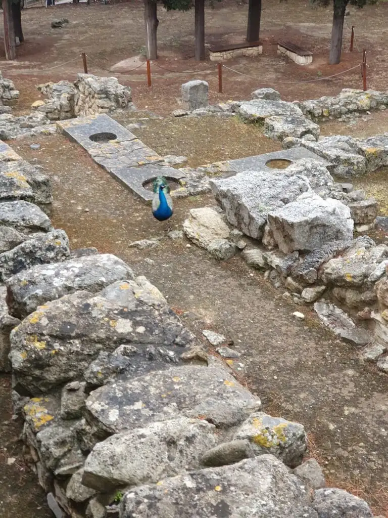a male peacock walks through the palace of knossos archaeological site in heraklion crete greece