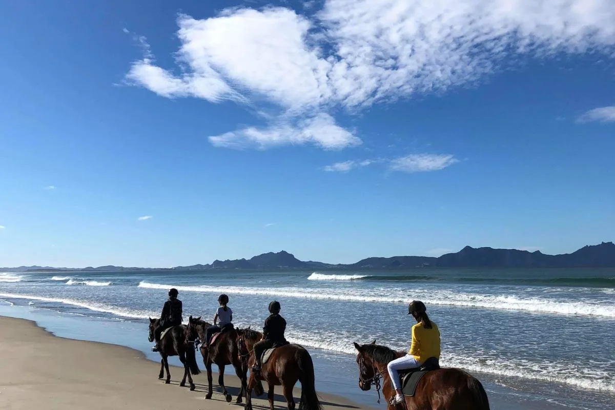 horse nature beach riding 