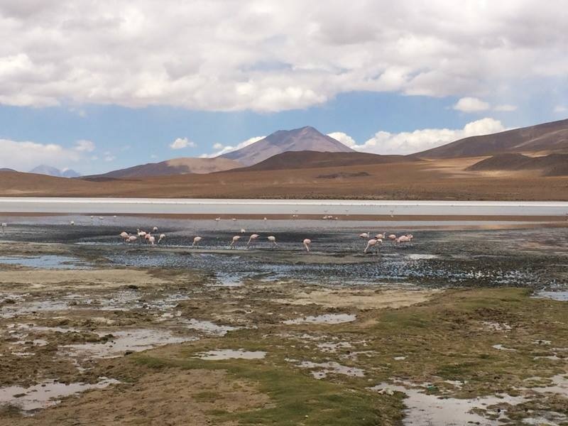 Flamingoes at a lagoon