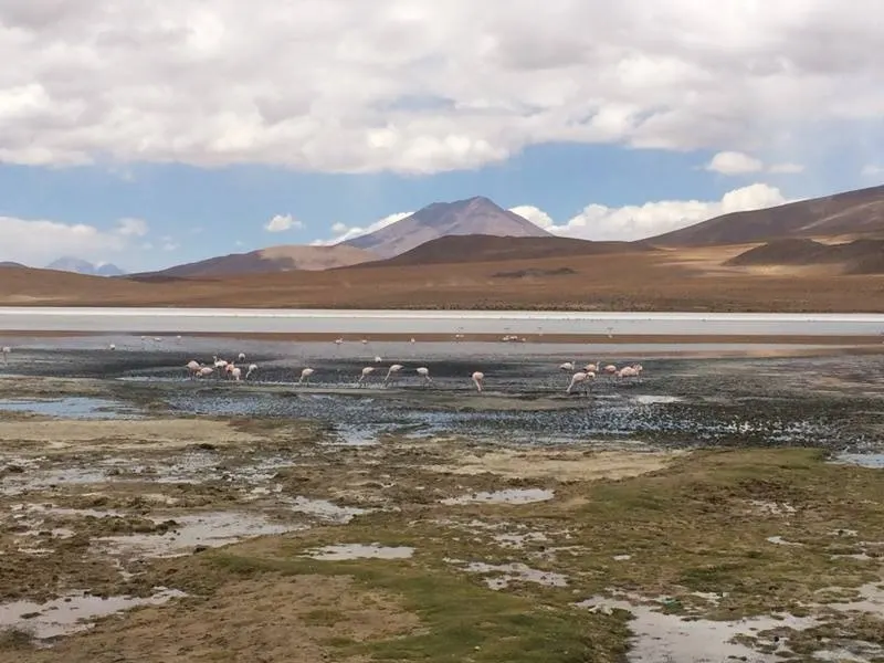 Flamingoes at a lagoon