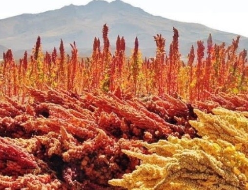 Quinoa field with a mountain in the background