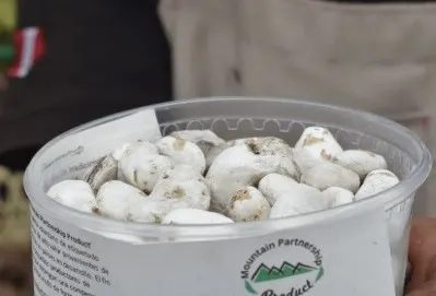 Chuño pieces in a plastic bowl with a label on it
