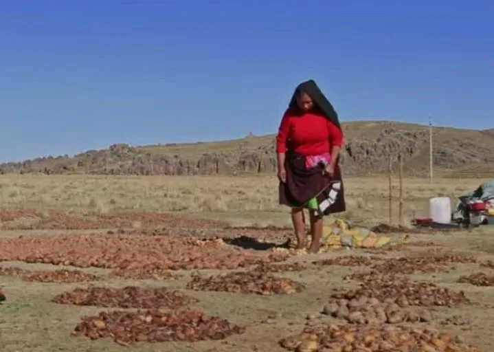 A woman trampling on chuño pieces on the ground.