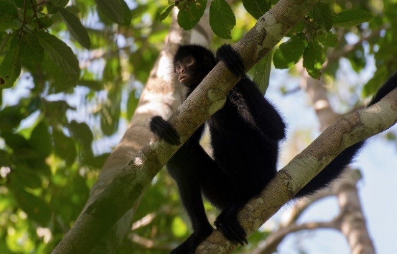 Spider monkey in a tree at Madidi