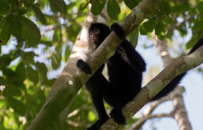 Spider monkey in a tree at Madidi