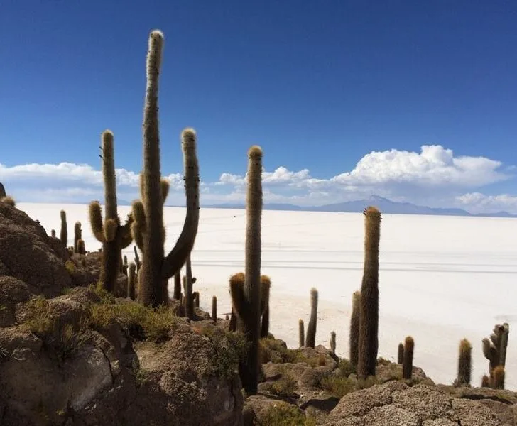 One of the so called islands at Salar de Uyuni, with cacti on top