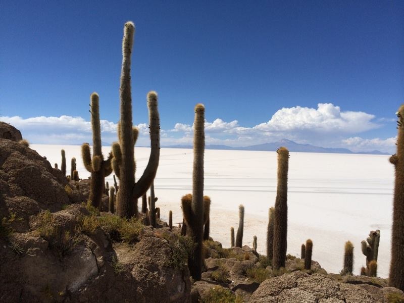 One of the so called islands at Salar de Uyuni, with cacti on top