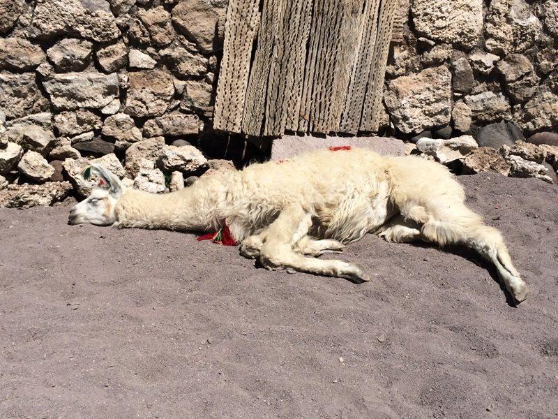 A llama lying on the ground