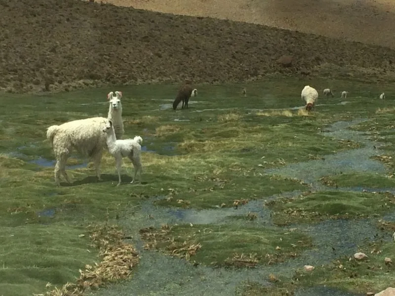 Llamas on a green field in Bolivia