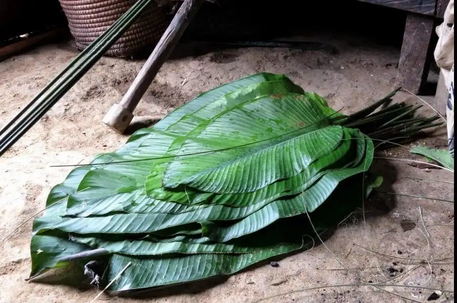 Leaves of plantain