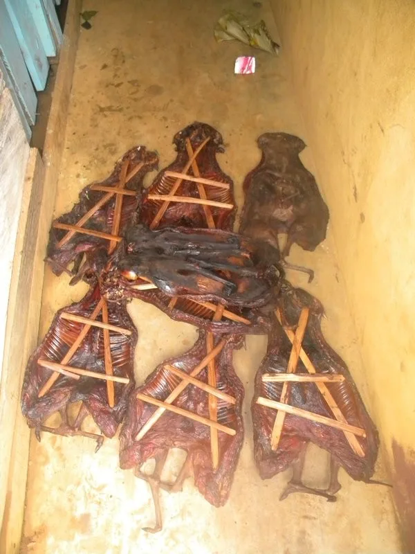 Dried bushmeat carcasses, ready to be sold