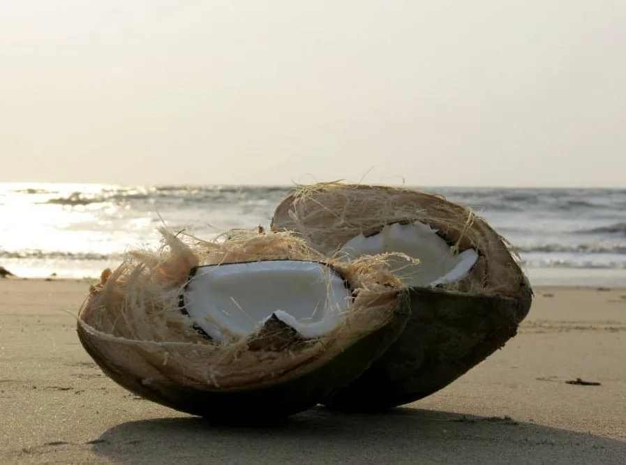 An open coconut on the beach