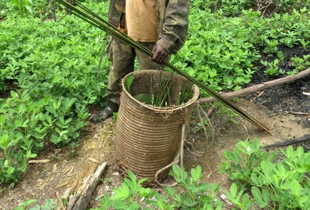 Backyard cultivation with the owner and a traditional basket
