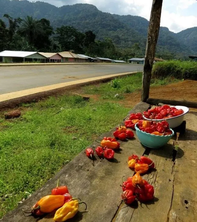 Paprikas and chilies on the side of the road with mountains on the background in Equatorial Guinea