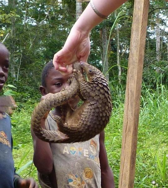 Pangolin being held by its tail, with children looking on