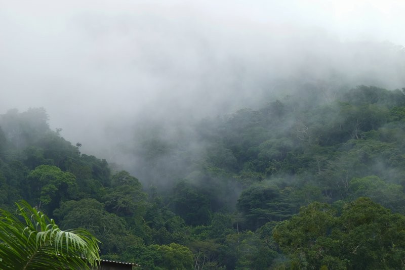 Misty jungle seen in Equatorial Guinea