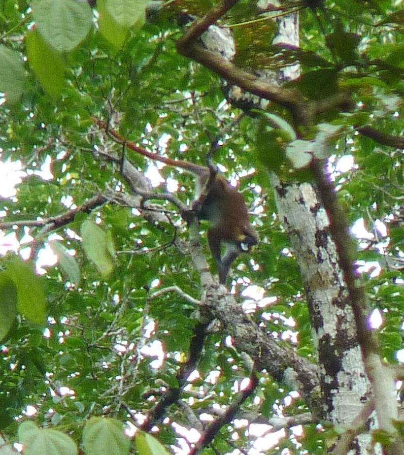Moustached monkey in a tree