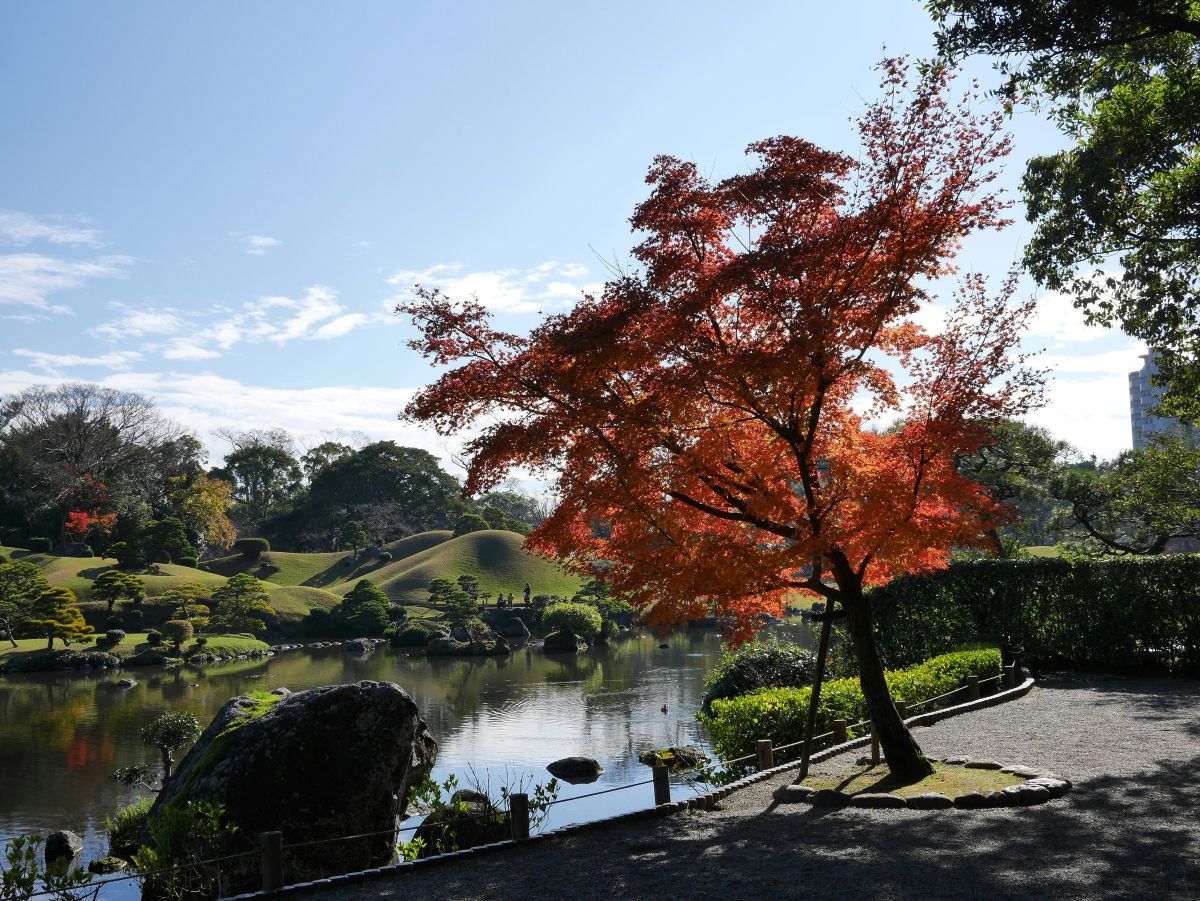 A red-leafed tree over a pond in Suizenji Jojuen, Kumamoto