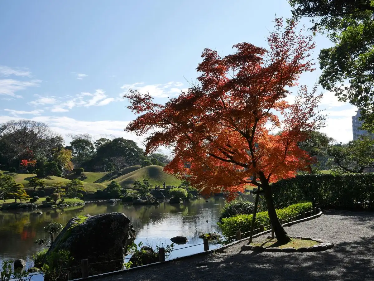 A red-leafed tree over a pond in Suizenji Jojuen, Kumamoto