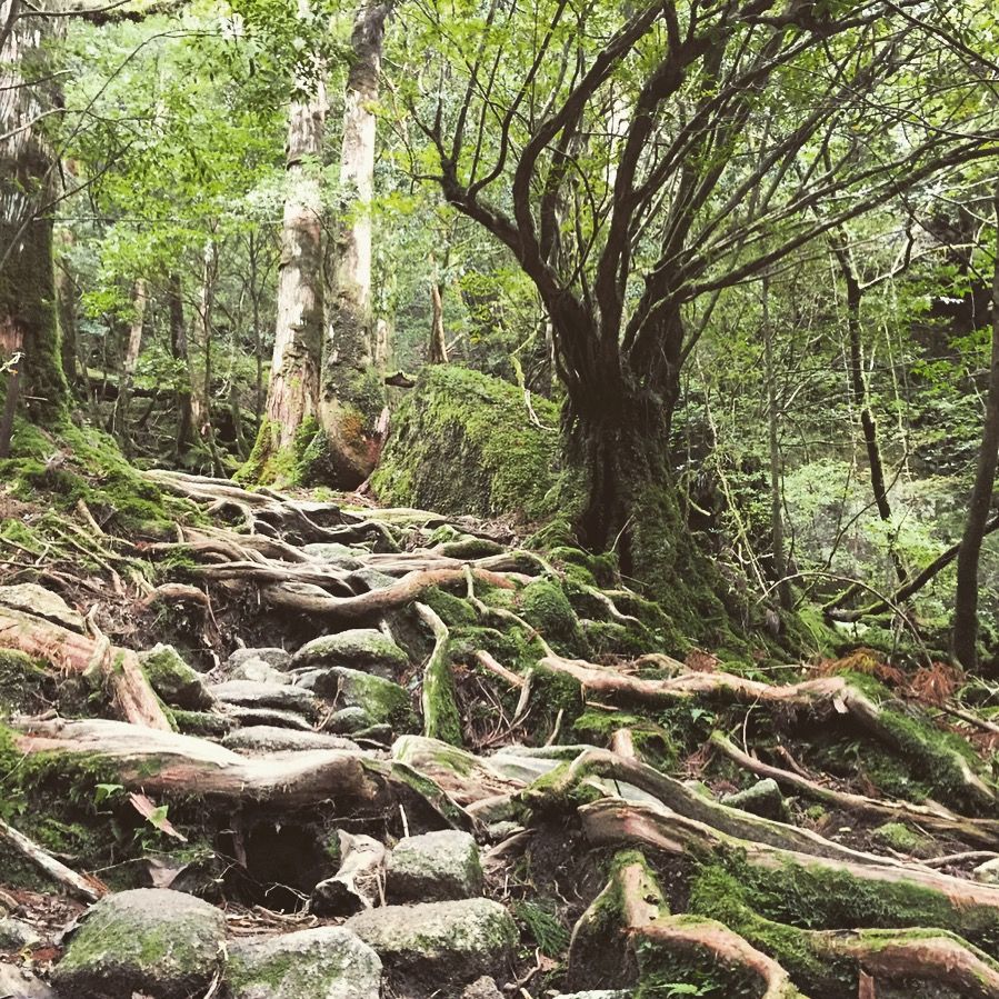 Roots of old trees on Yakushima, Japan