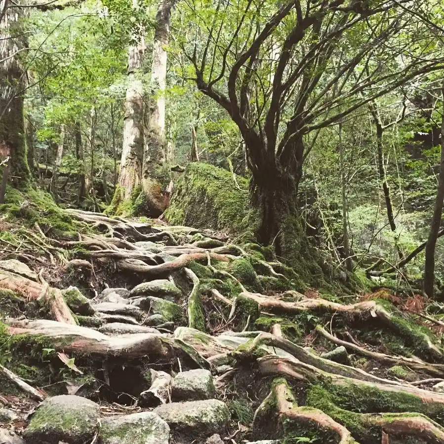 Roots of old trees on Yakushima, Japan