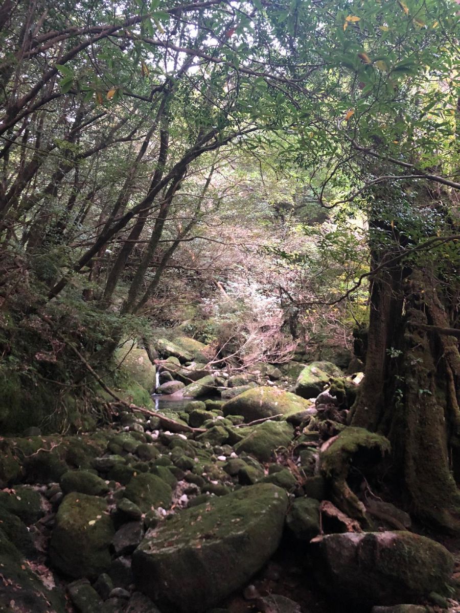 Yakushima virgin forest