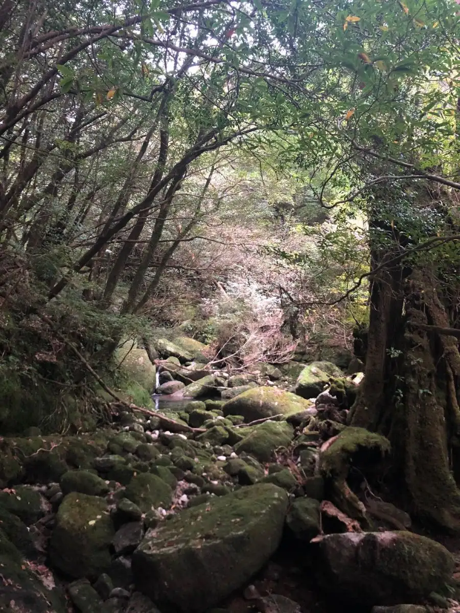 Yakushima virgin forest