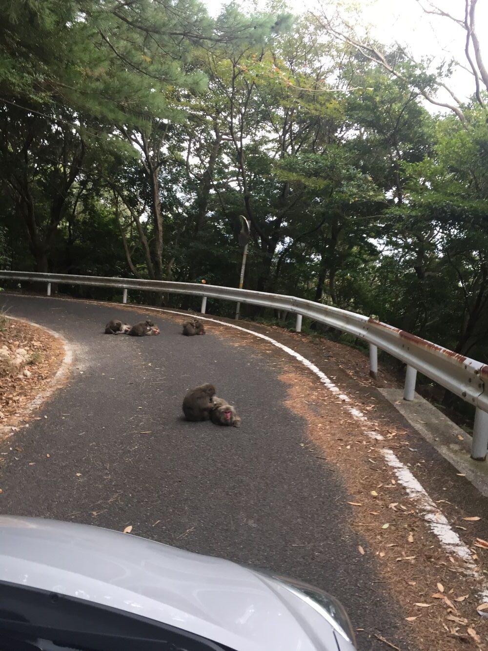 Monkeys in the road, Yakushima, Japan