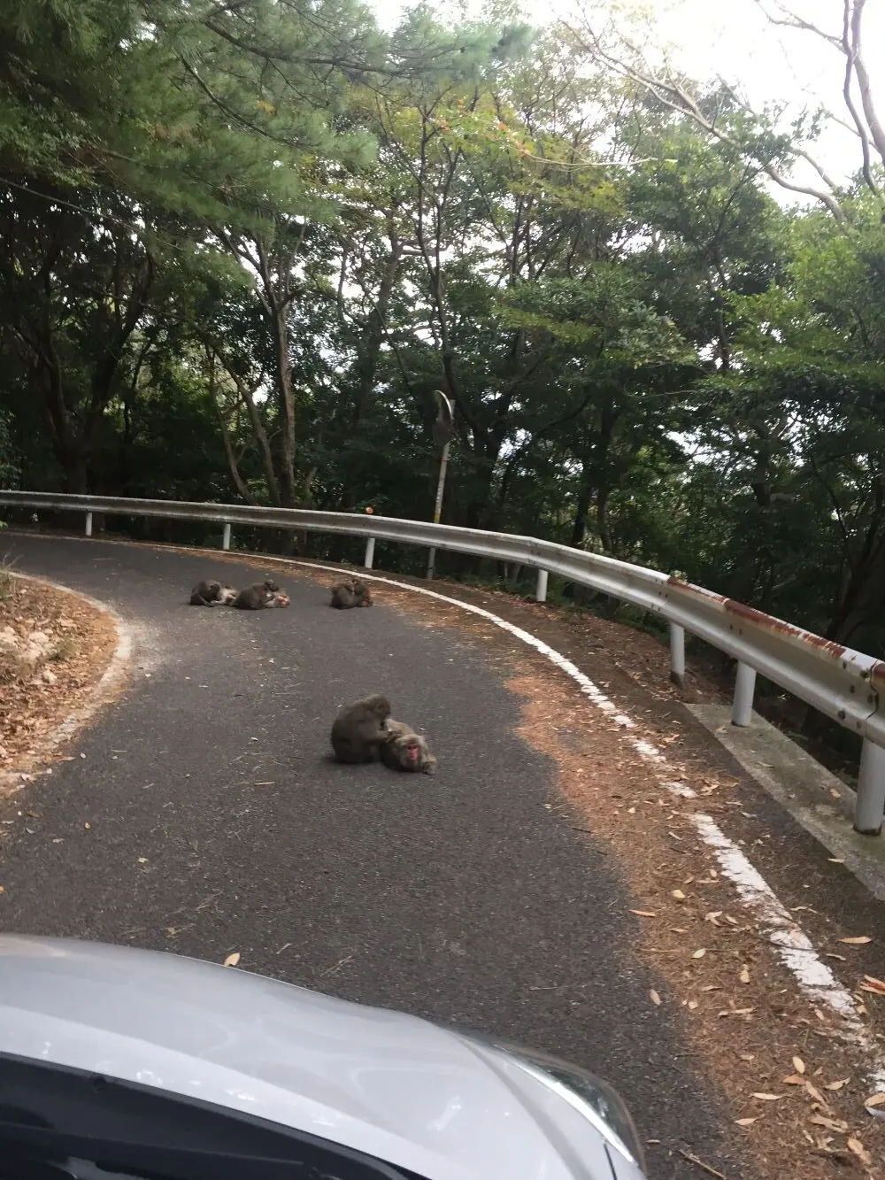 Monkeys in the road, Yakushima, Japan