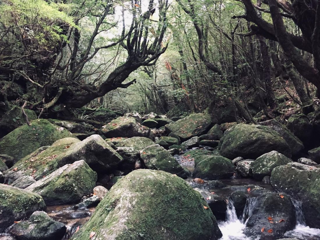 Stream and forest on Yakushima
