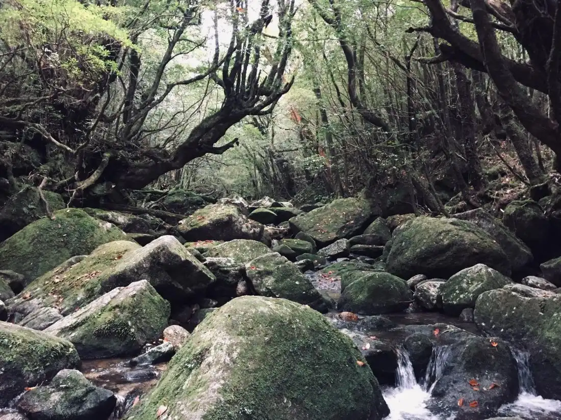 Stream and forest on Yakushima
