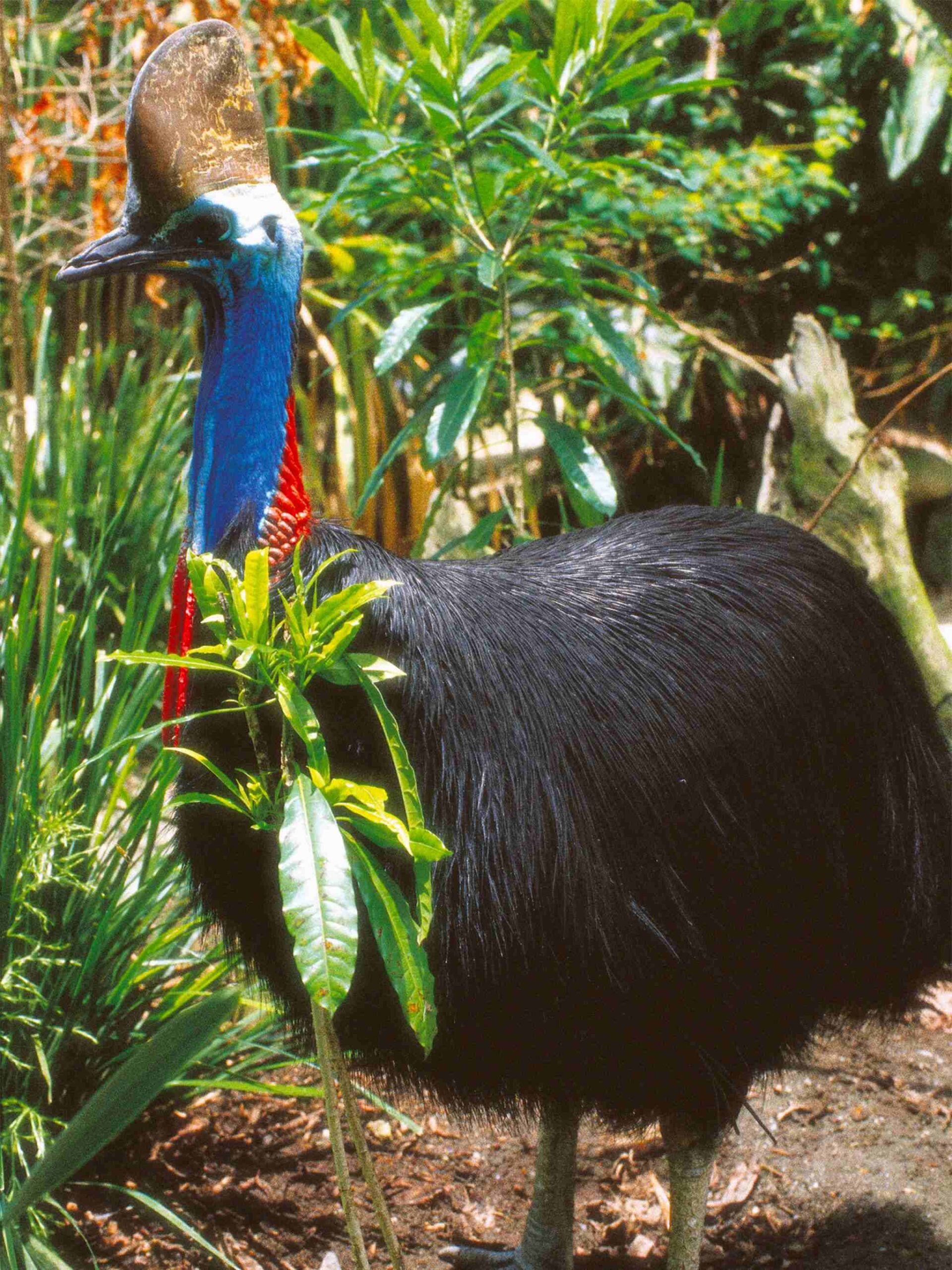 Cassowary in a rainforest