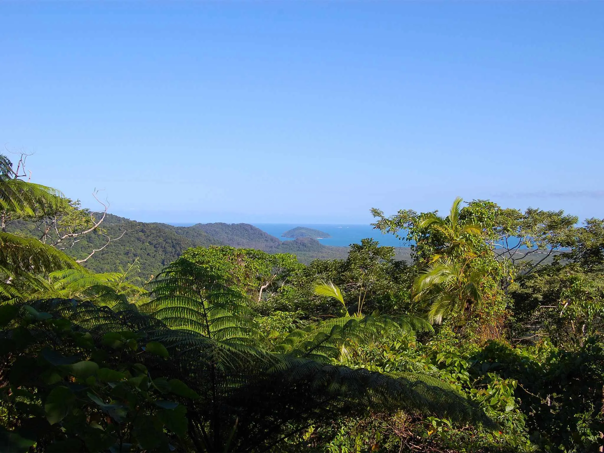 Tropical rainforest of Daintree with the sea in the background