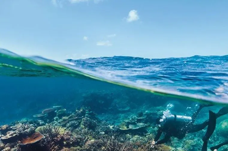 A person diving in the sea above corals