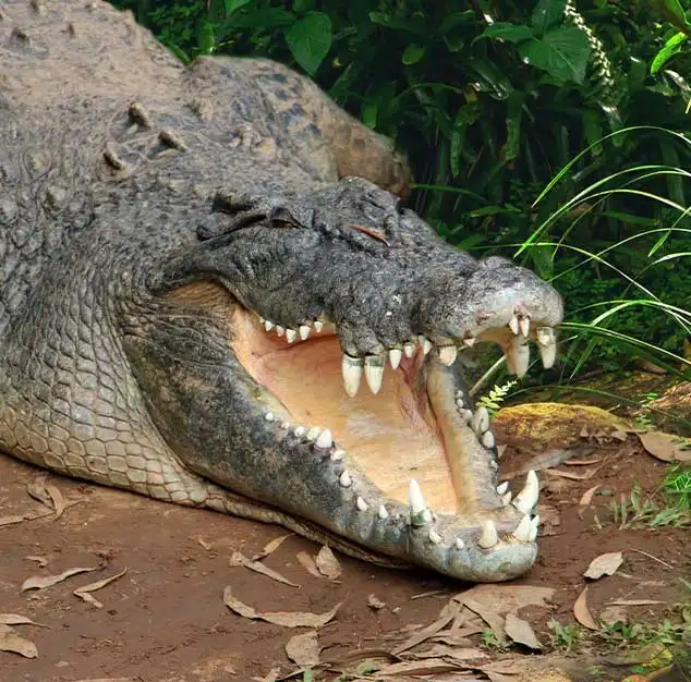 A crocodile as seen at Rainforestation park