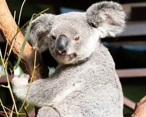 A koala sitting in a tree