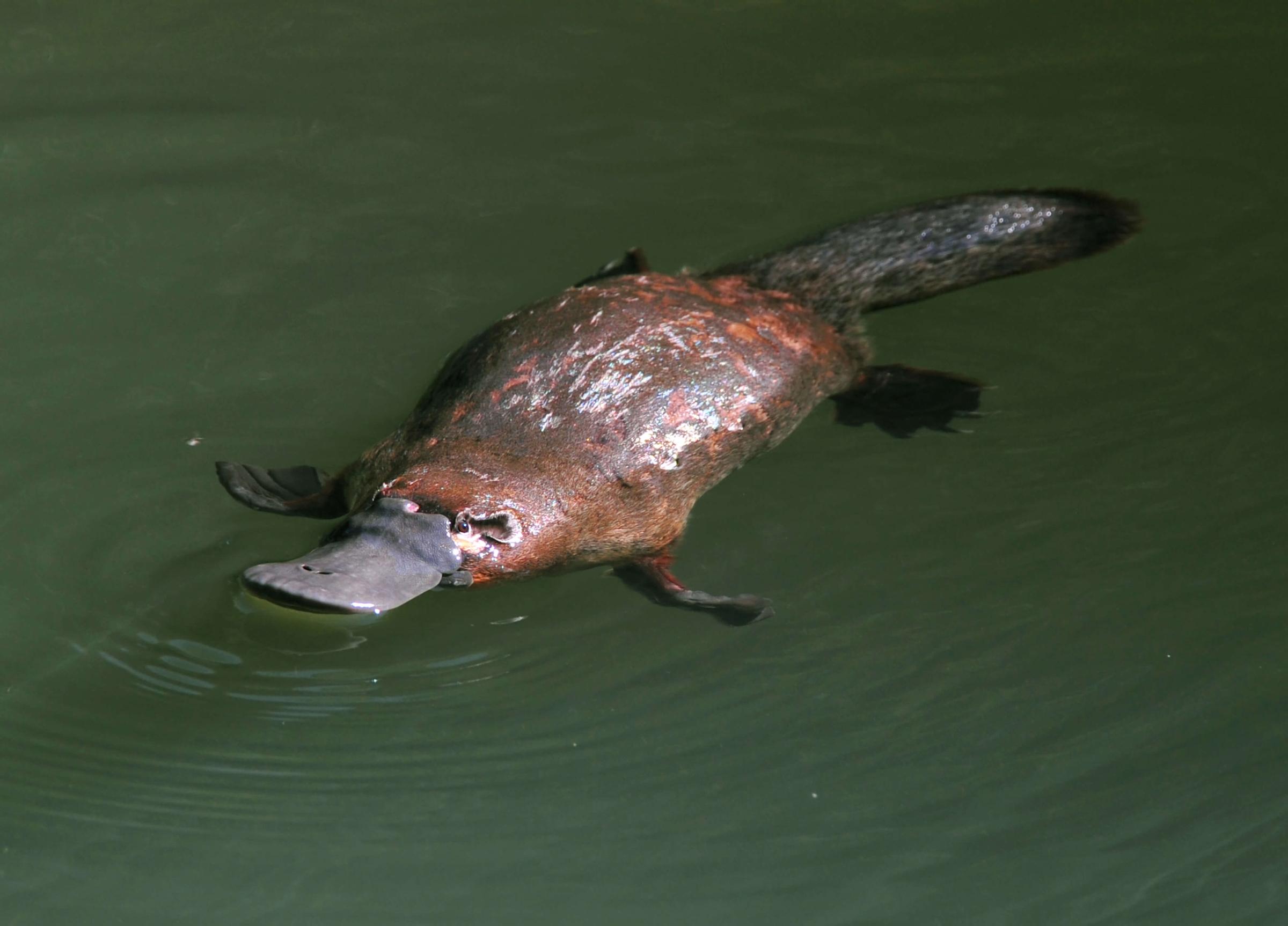 A platypus in water