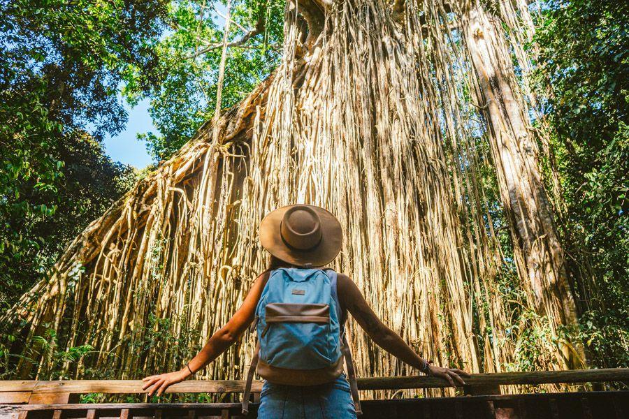 A big fig tree with a person standing in front of it