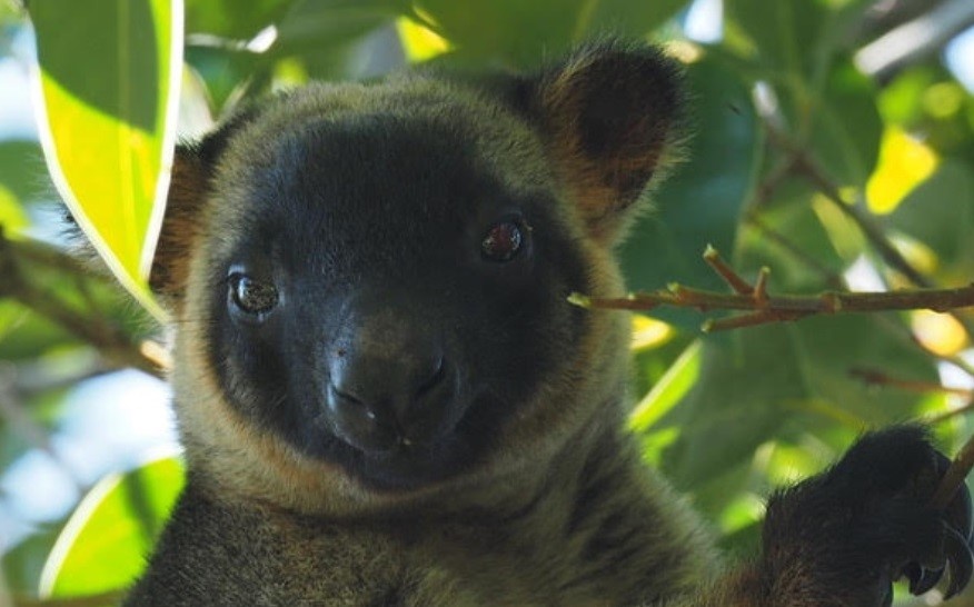 Tree kangaroo in a tree