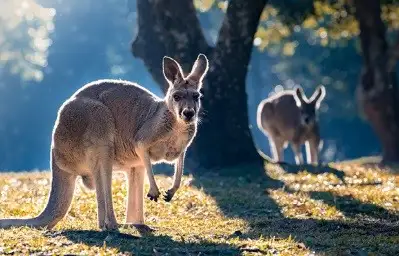 Kangaroo